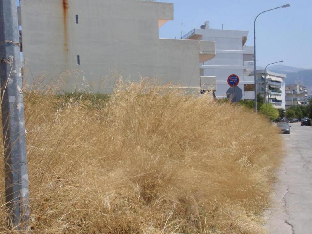 horta.jpg