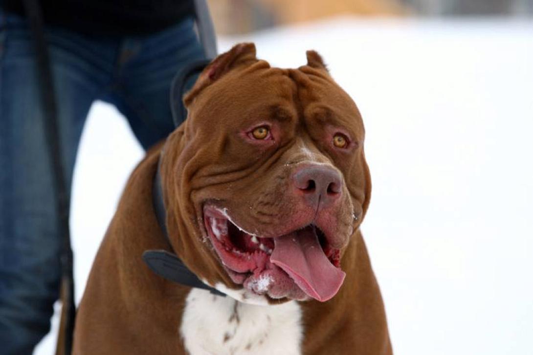 hulk-le-pit-bull-geant_max1024x768.jpg