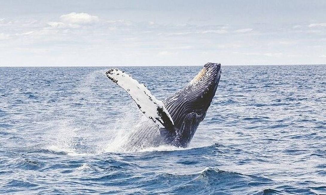 humpback-whale-1209297_640.jpg