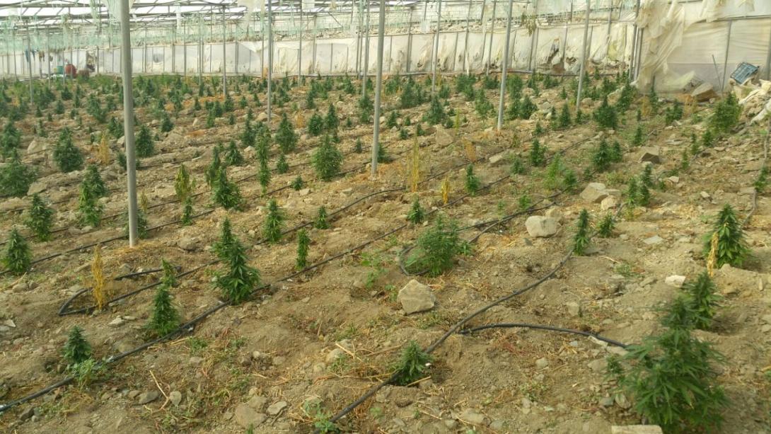 χασισοφυτεια ηρακλειο