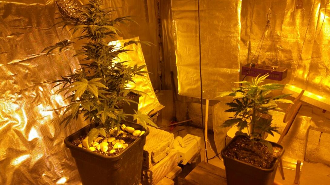 κανναβη χασις υδροπονια.jpg