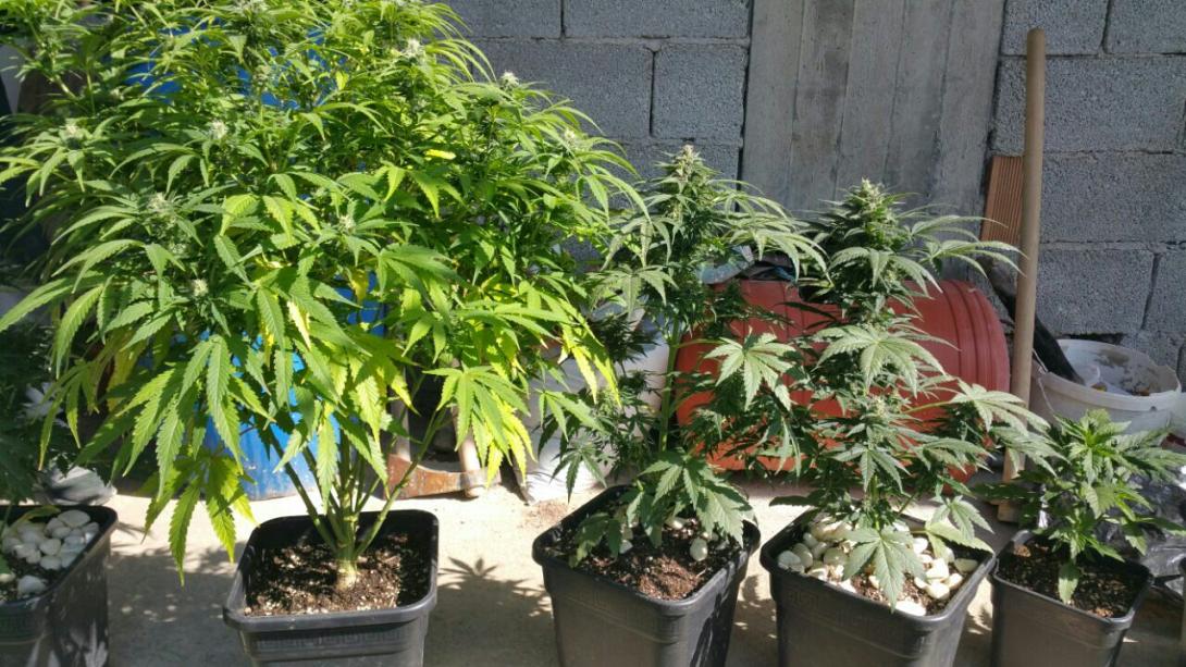 κανναβη χασις υδροπονια.jpg