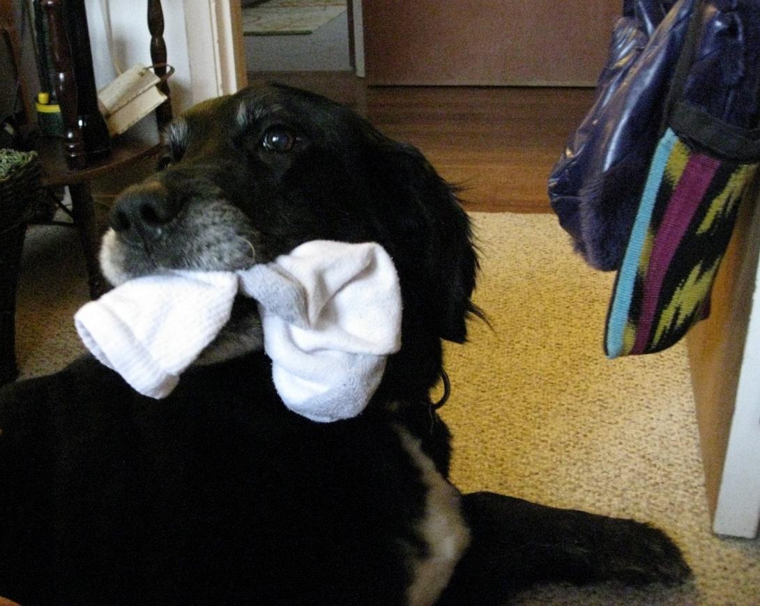 Σκύλος έφαγε 43 ... κάλτσες