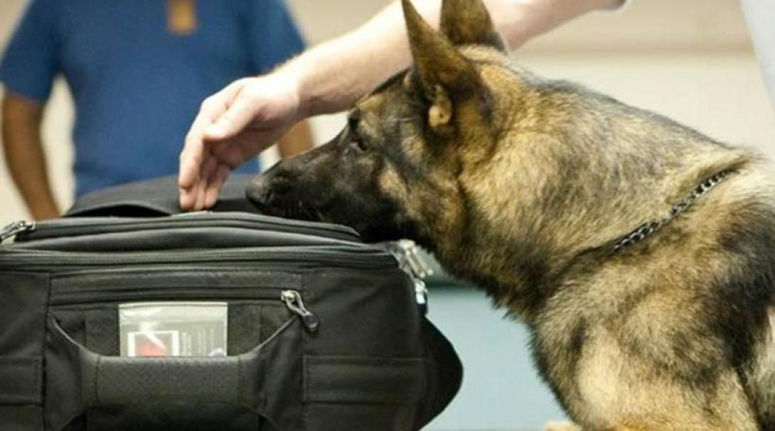 σκύλος ναρκωτικά