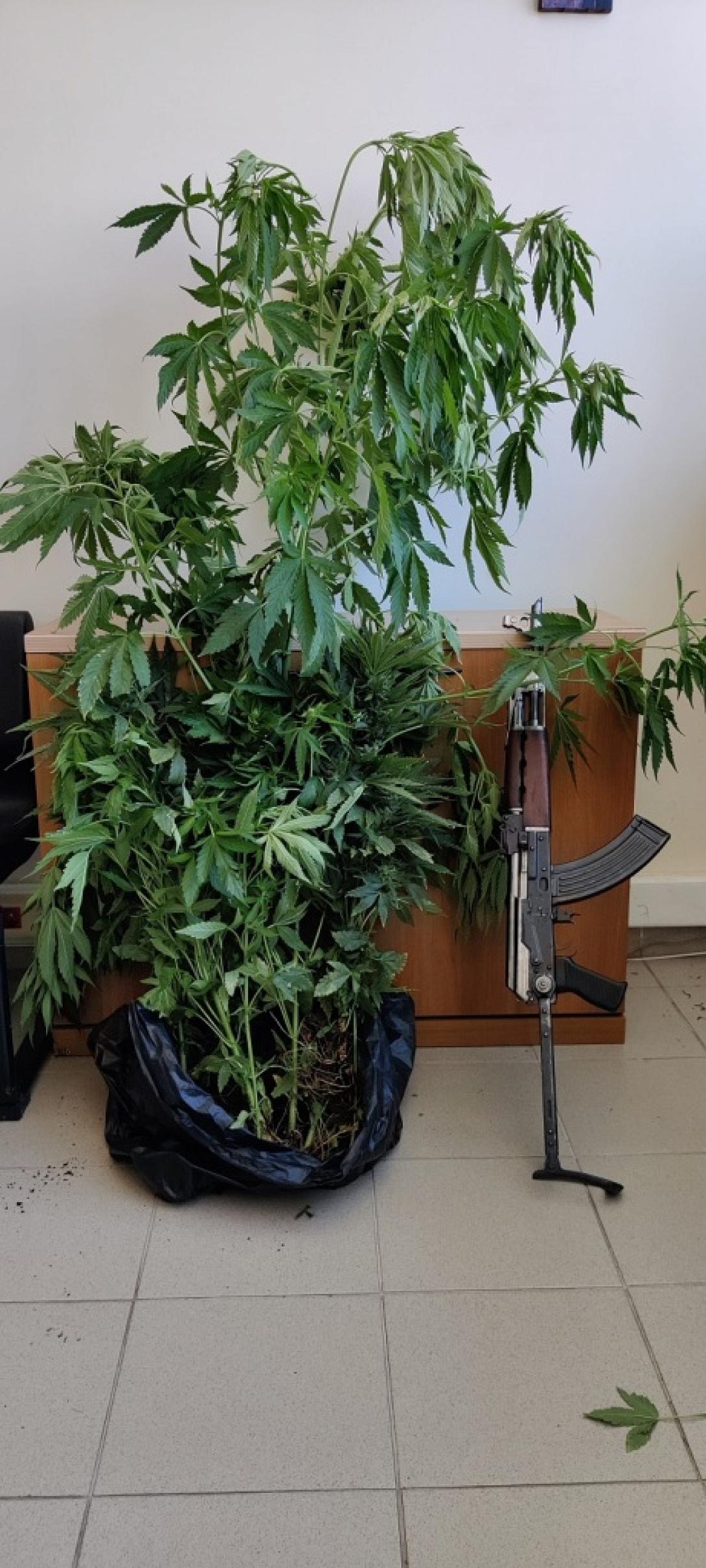τα δενδρύλλια κάνναβης που βρήκαν οι αστυνομικοί