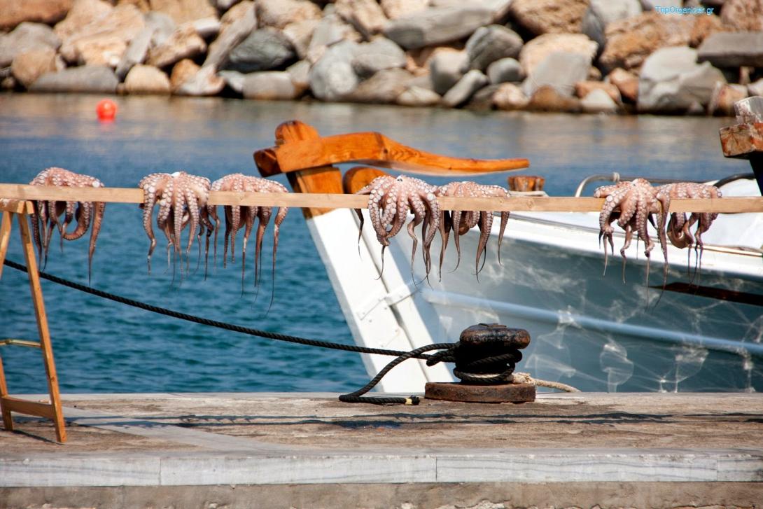 βαρκα_χταποδια