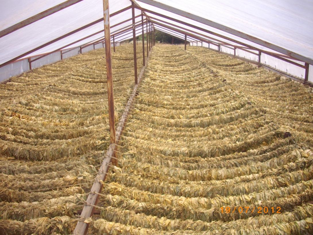 βιολογικός καπνός