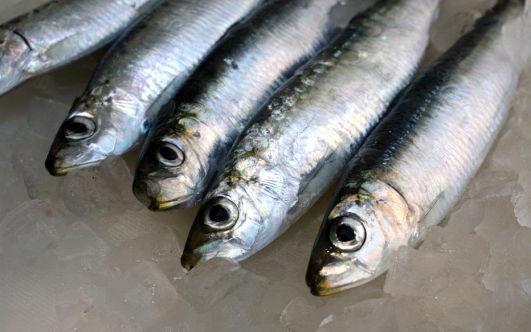 ingredient450_gavros1.jpg