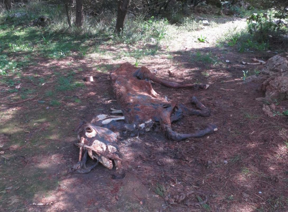 γιούχτας ιπποειδή