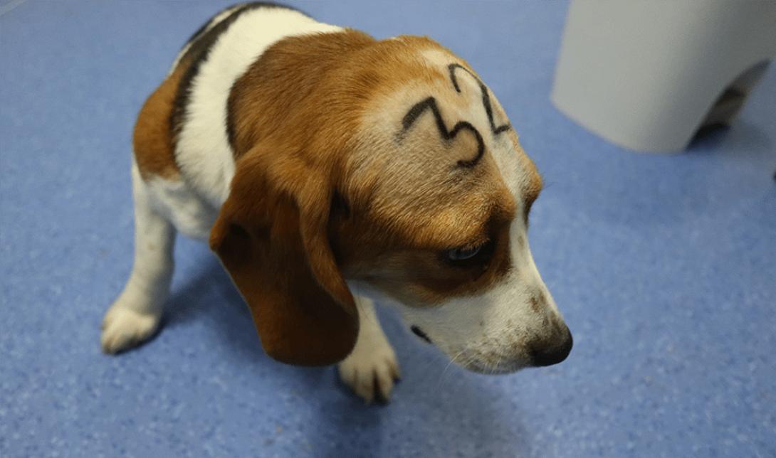 Εργαστήριο στην Ισπανία κακοποιούσε ζώα 