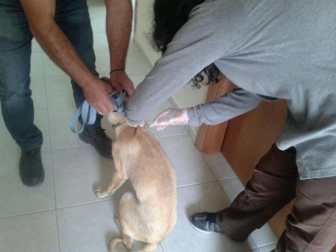 στειρωση