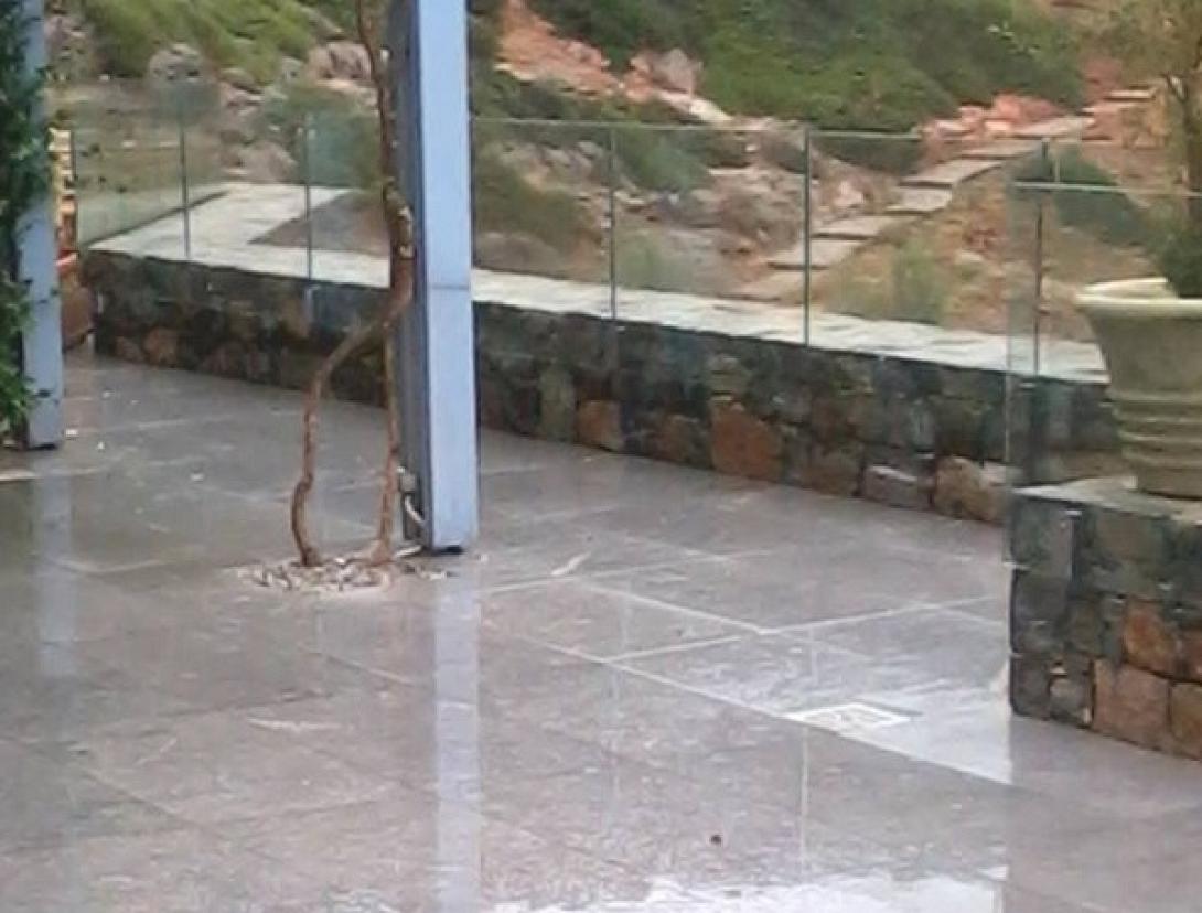 kalo.jpg