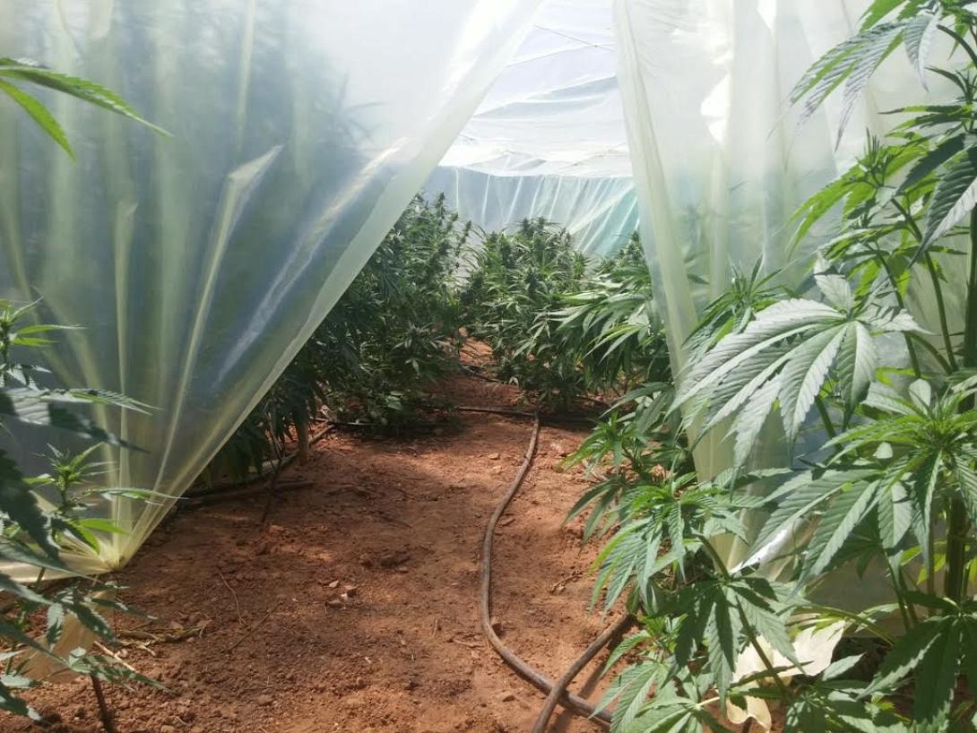 χασισόδεντρα χανιά