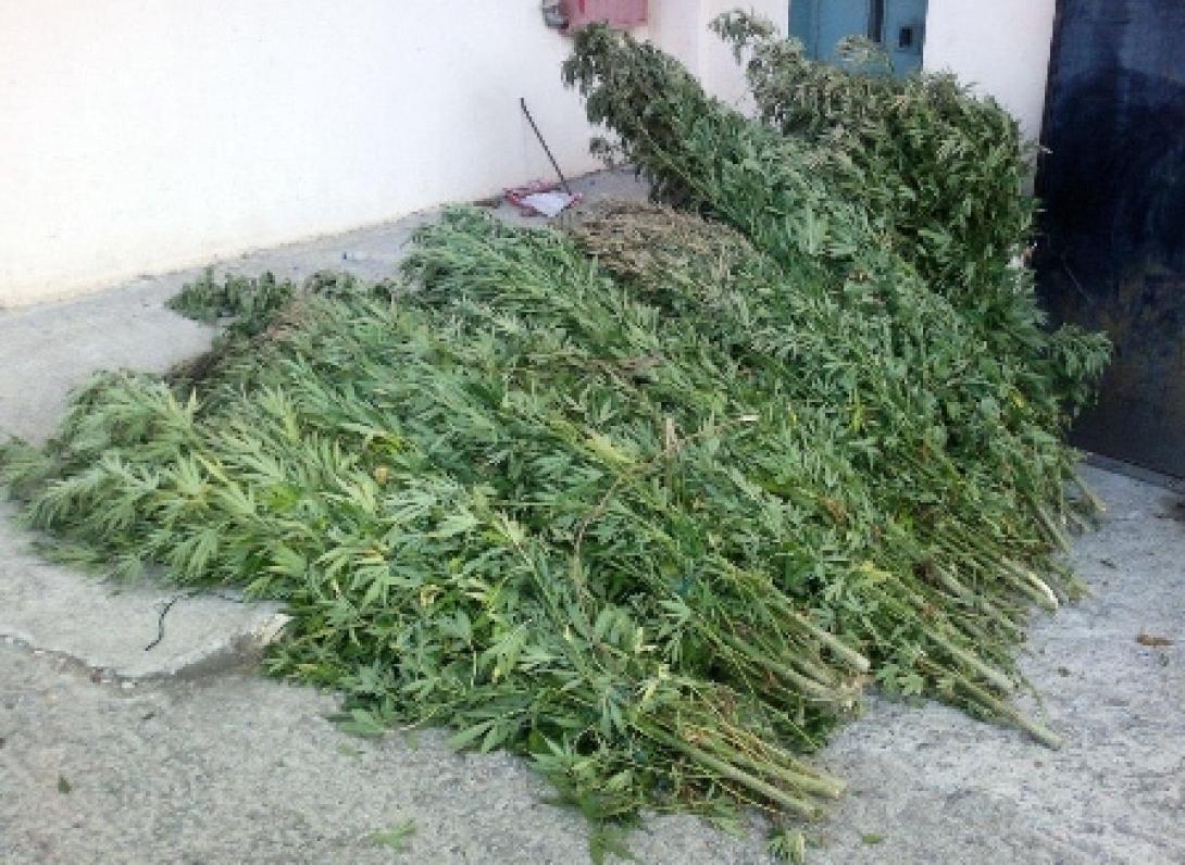 Τα &quot;δεντράκια&quot; ήταν ... κάνναβη και είχαν ύψος μέχρι και δύο μέτρα