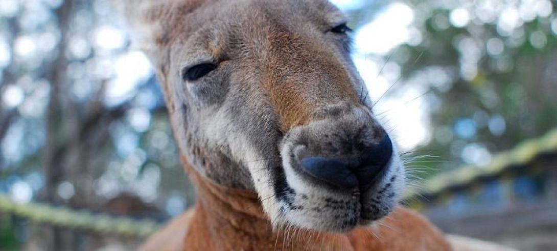 kangaroo708_0.jpg