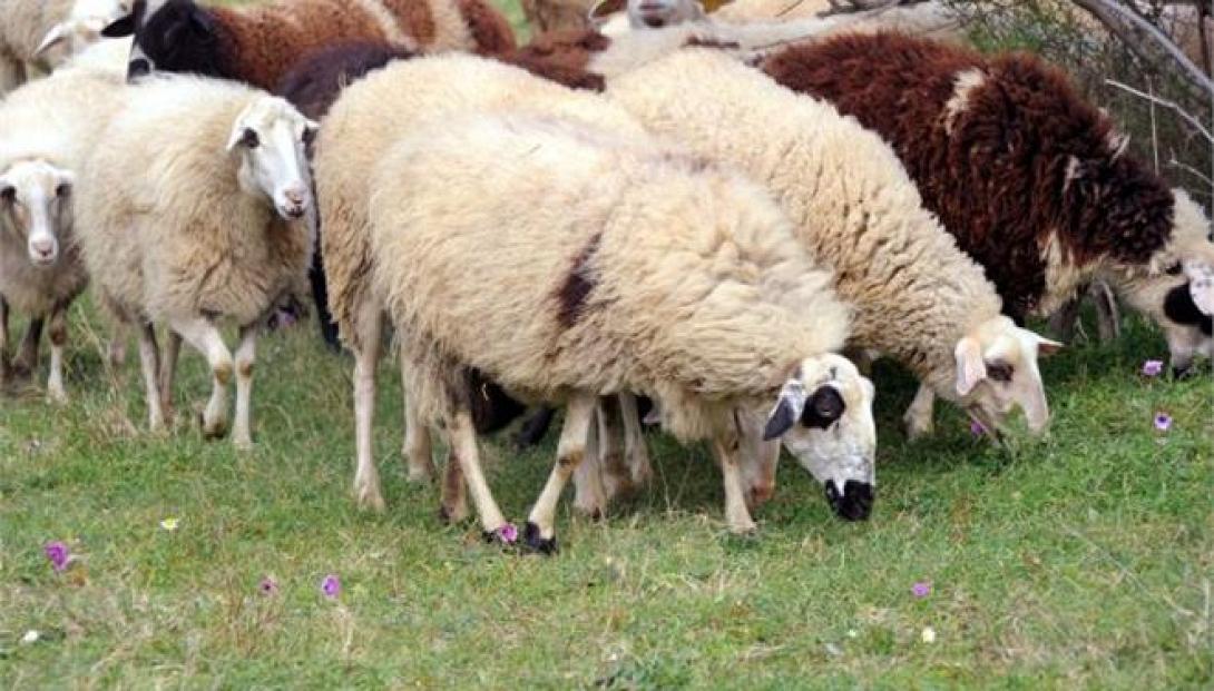 Στο μικροσκόπιο επιστημόνων και κτηνοτρόφων ο καταρροϊκός πυρετός των προβάτων