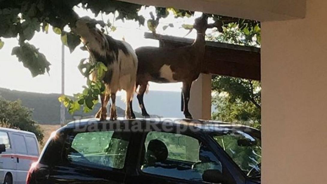 Λαμία κατσίκες