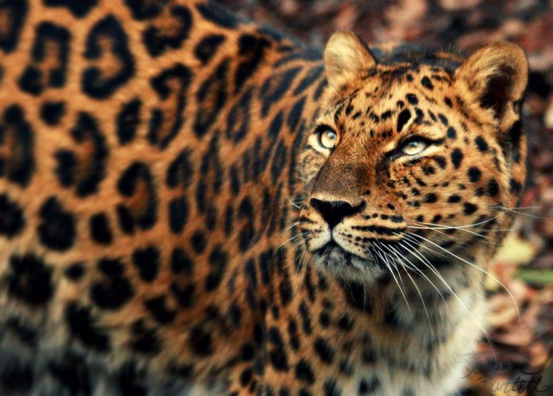 kia_leopard