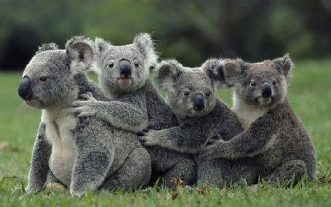 koala
