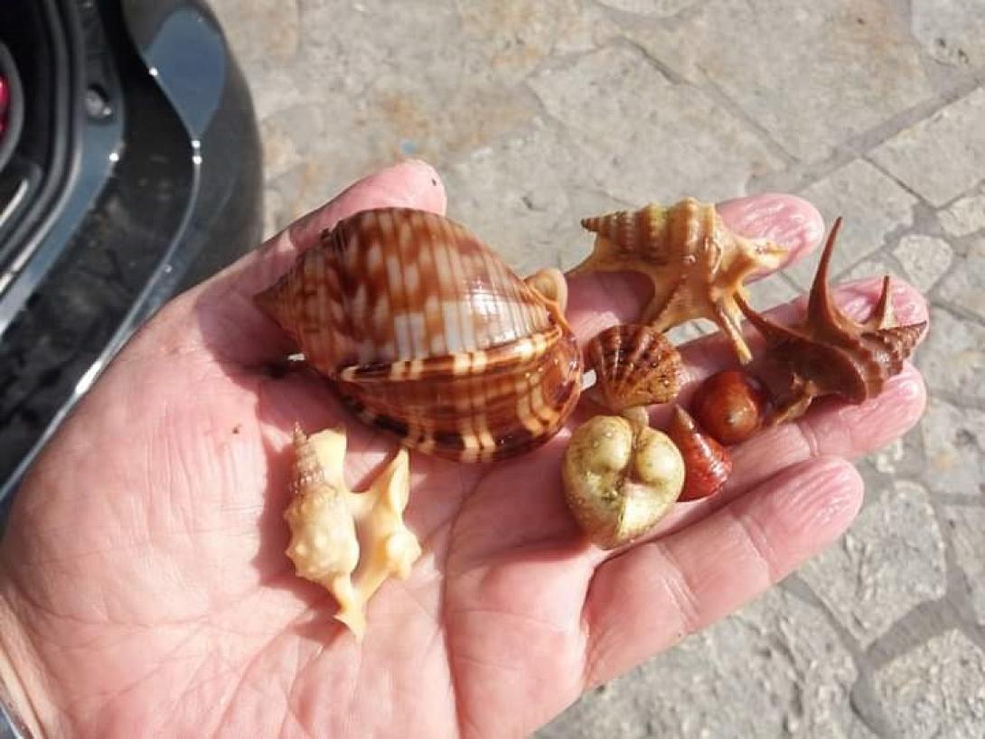 κοχύλια