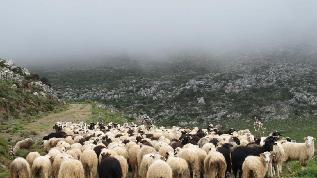 κοπάδι αρνιά