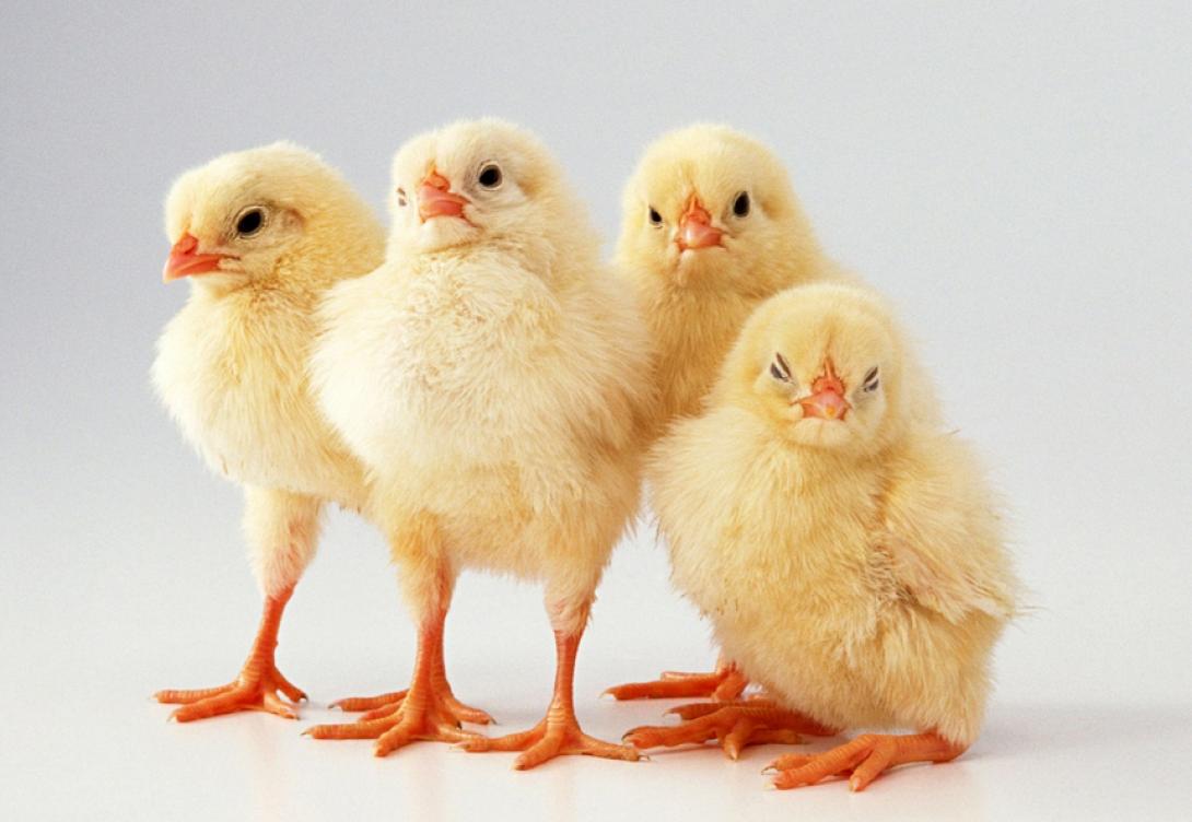 Ακόμη και τα κοτόπουλα μετρούν από τα αριστερά προς τα δεξιά!