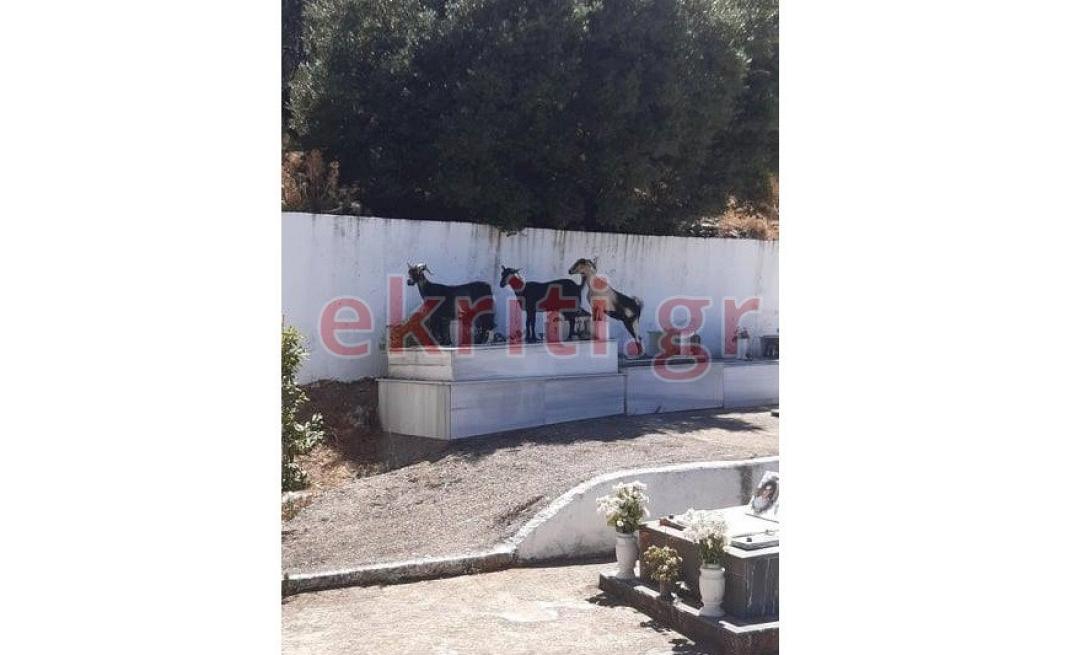 κατσίκες - νεκροταφείο