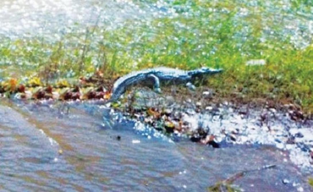 Σύσκεψη για το &quot;Σήφη&quot; τον κροκόδειλο την Πέμπτη στο Ρέθυμνο