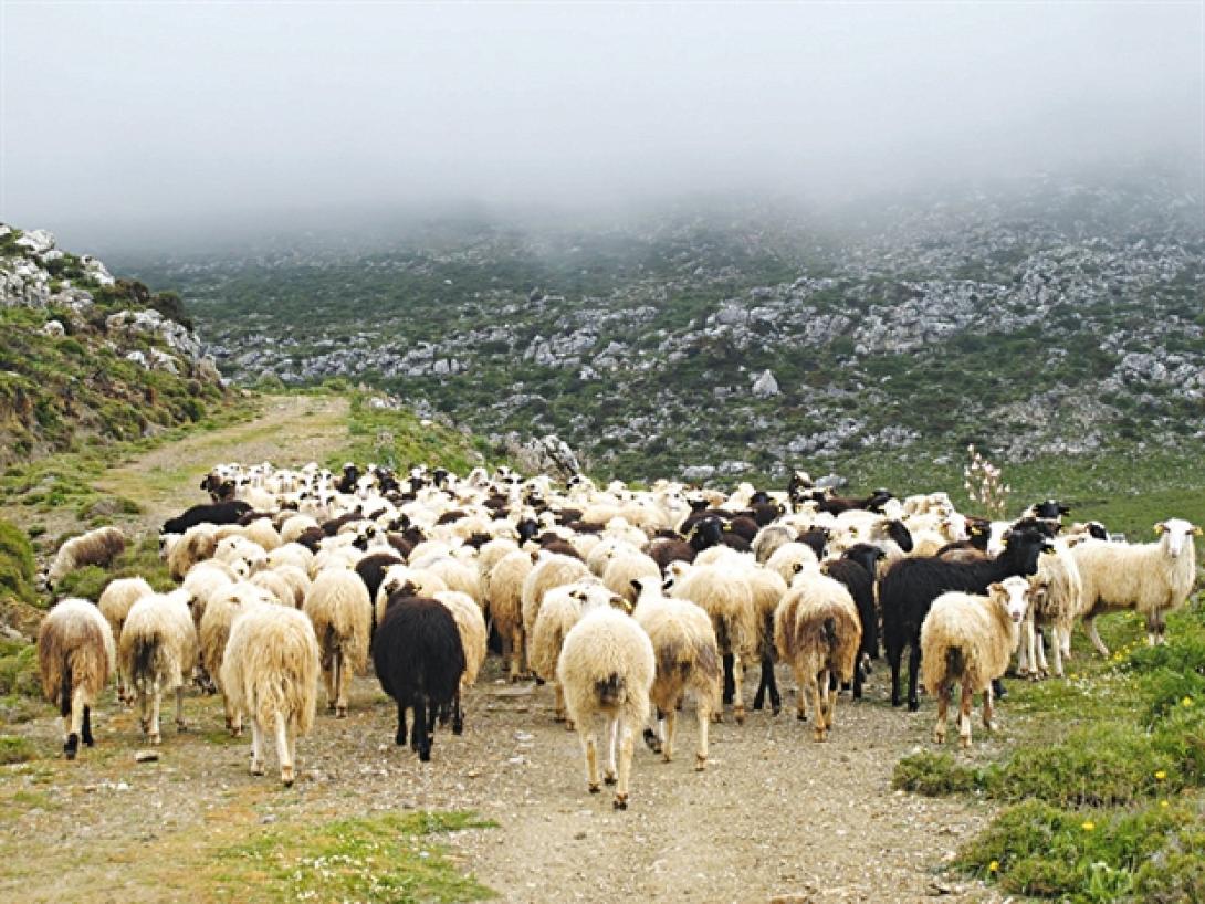 κτηνοτροφία