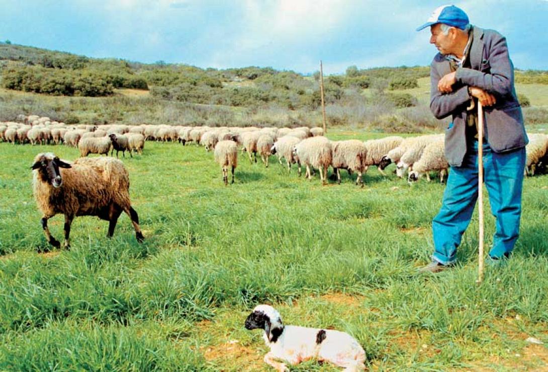 κτηνοτροφοι