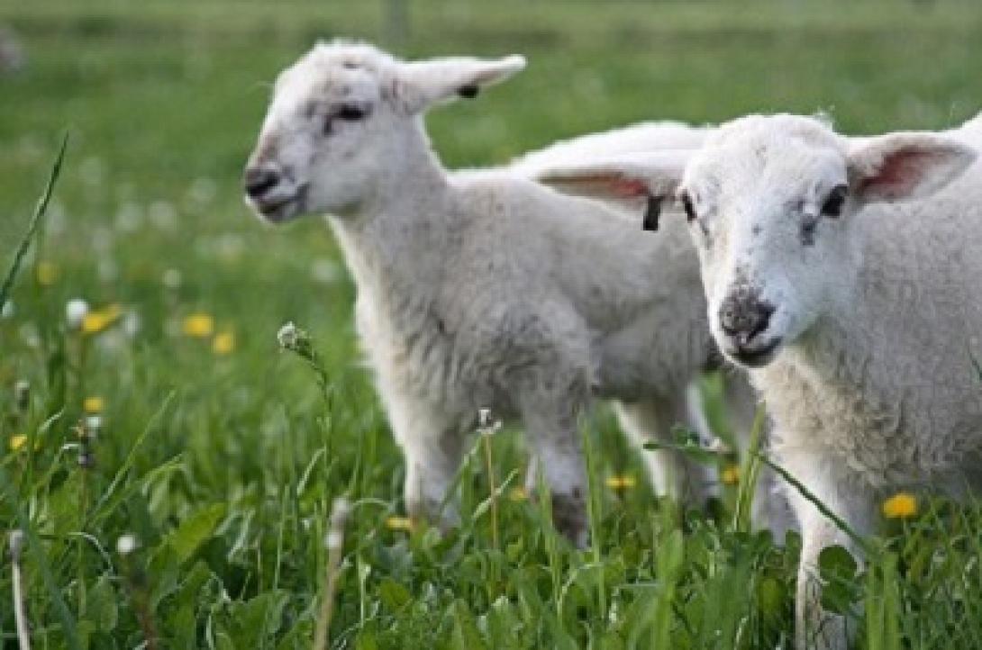 Μεταφορά 250 εκατ. ευρώ στην κτηνοτροφία, στο πλαίσιο της νέα ΚΑΠ ζήτησαν οι κτηνοτρόφοι