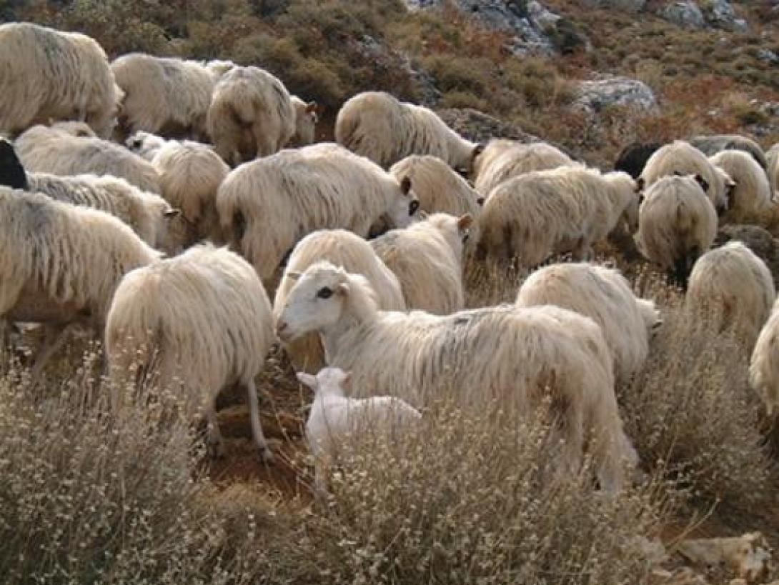 "Θύμα των χειρισμών Τσαυτάρη και η βιολογική κτηνοτροφία στην Κρήτη"