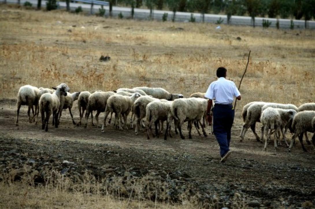 κτηνοτροφοι