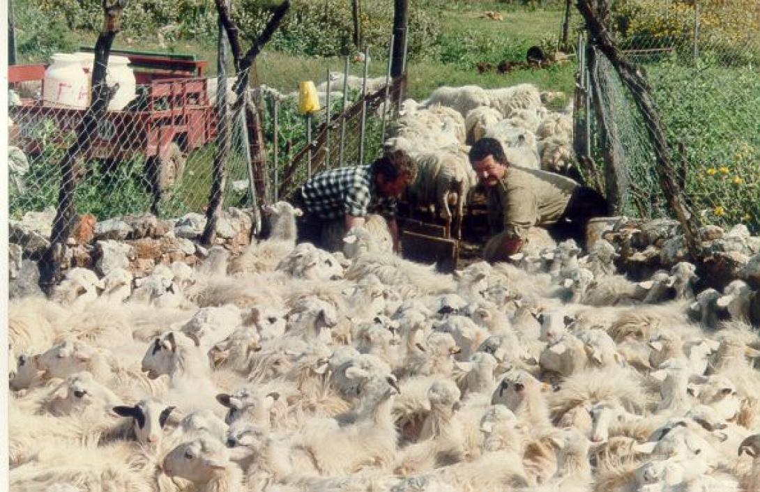 Ανακοινώσεις σήμερα απο το Υπουργείο για την εξισωτική στους κτηνοτρόφους 