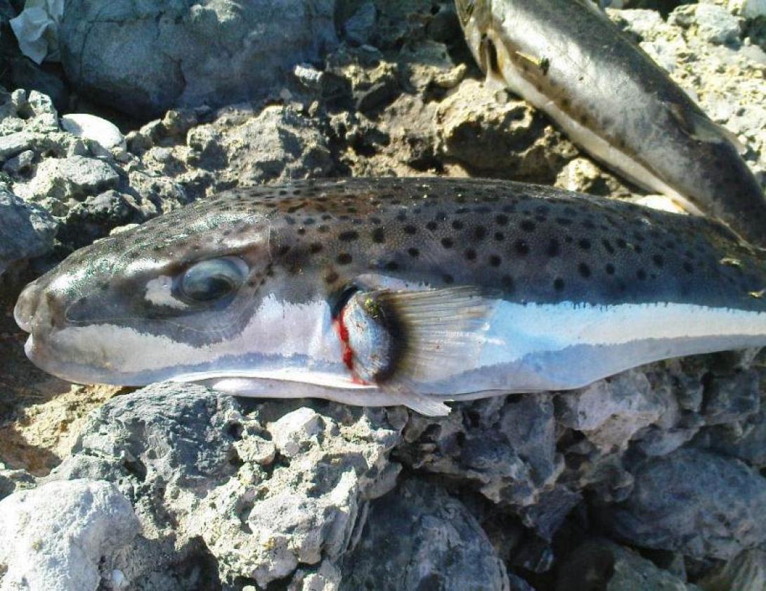 lagokefalos_psari.jpg