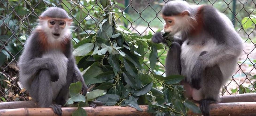 langurs-708.jpg