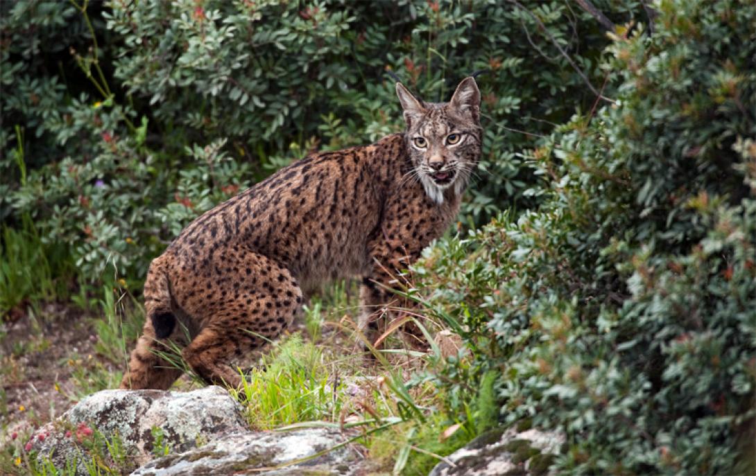 αιλουροειδή