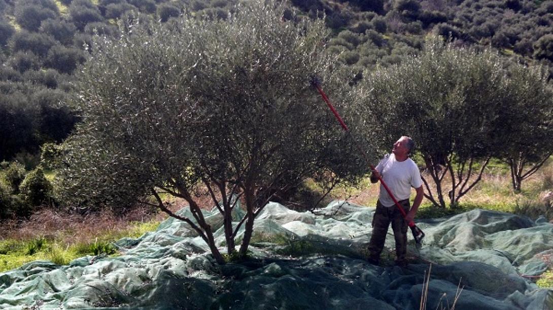 Δυναμικό ξεκίνημα για την ΕΑΣΗ με 3 ευρώ τιμή για το ελαιόλαδο