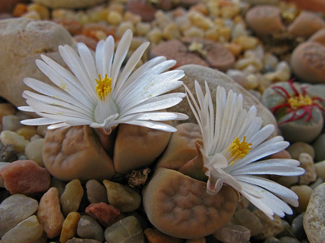 lithops1.jpg