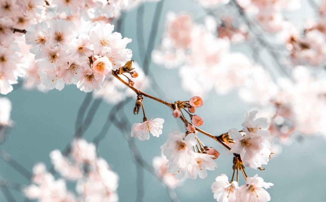 ανθισμένη  αμυγδαλιά.jpg