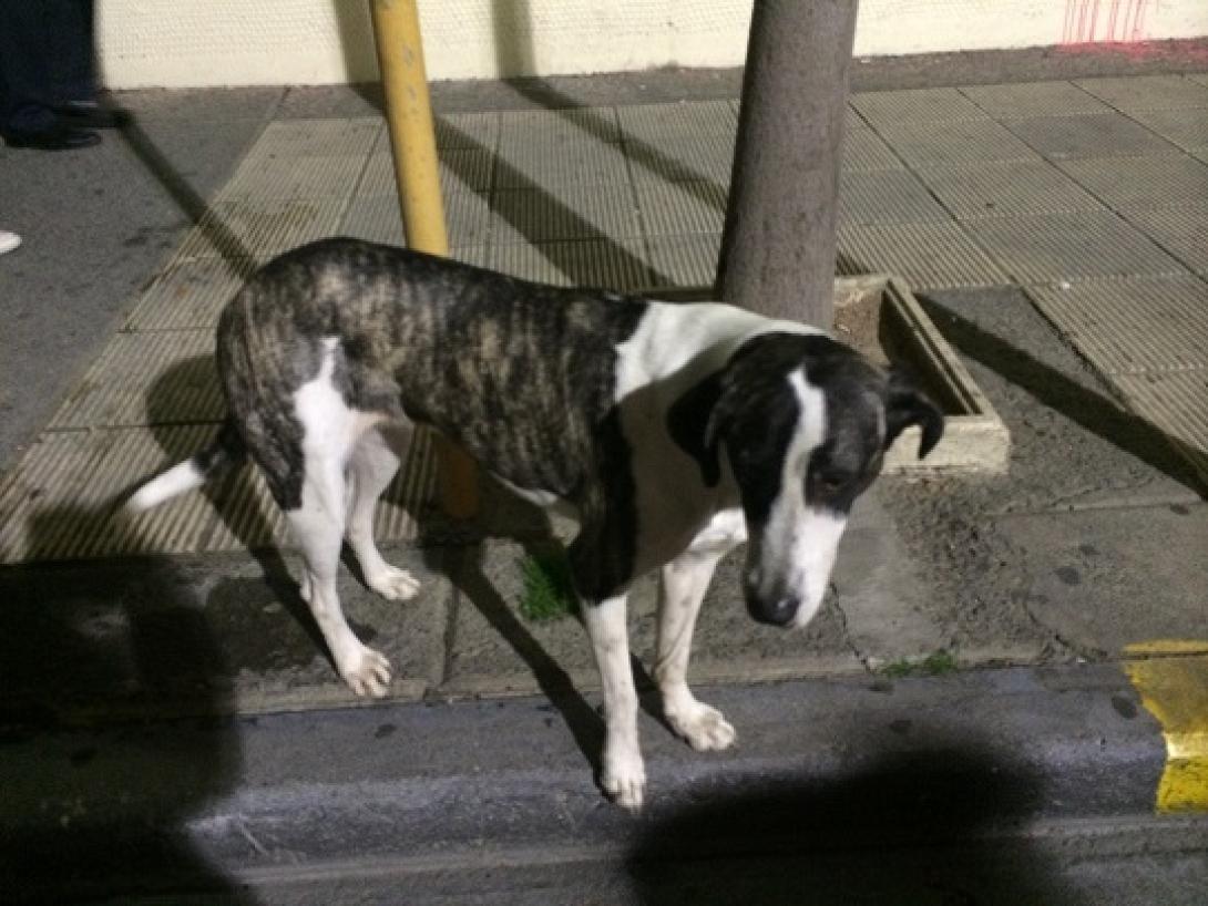 Ο Ηρακλειώτης &quot;Λουκάνικος&quot;: Ο σκύλος-διαδηλωτής που γαυγίζει μόνο στους Αστυνομικούς