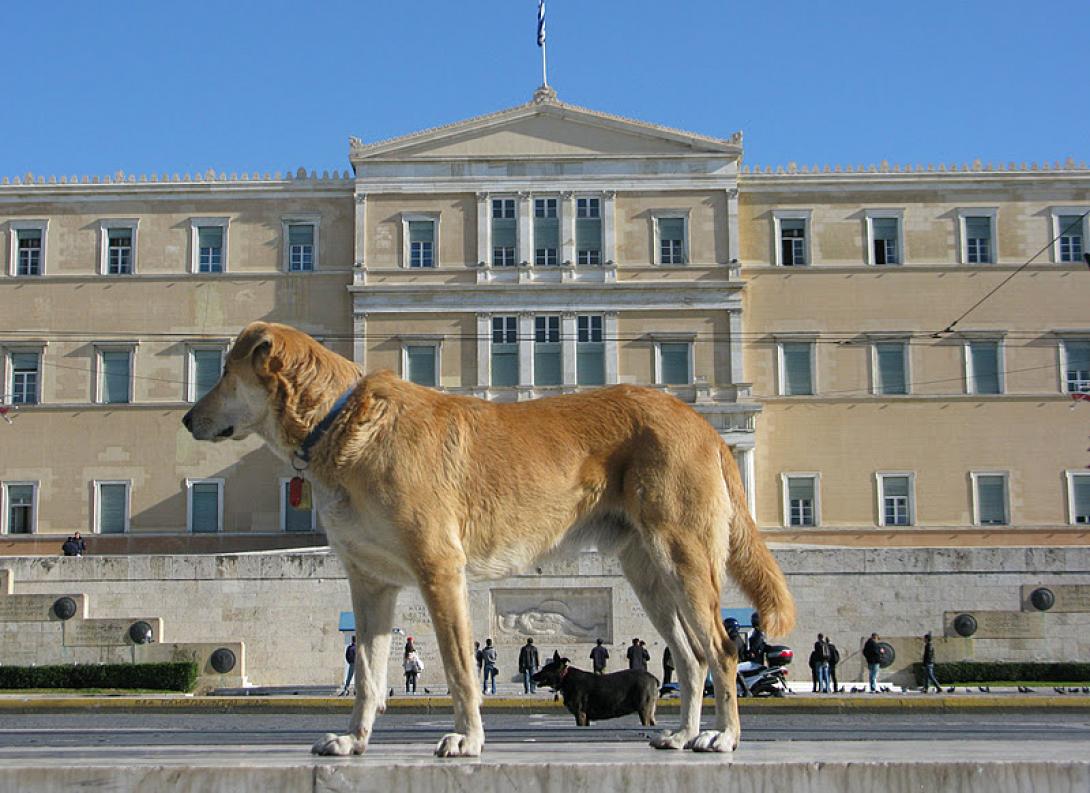 Πέθανε ο Λουκάνικος, ο σκύλος - σύμβολο των διαδηλώσεων