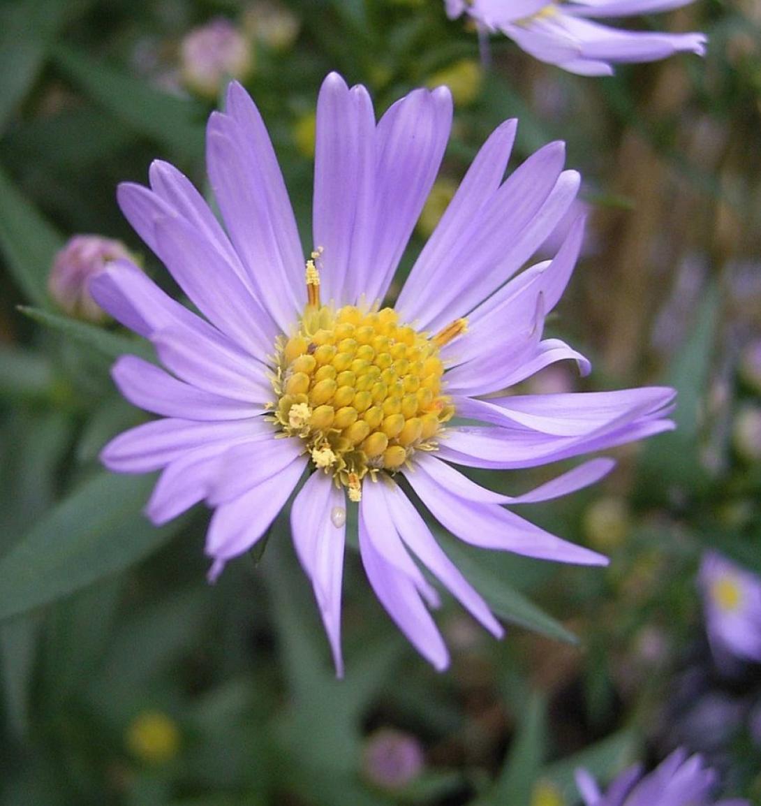 λουλούδι viral