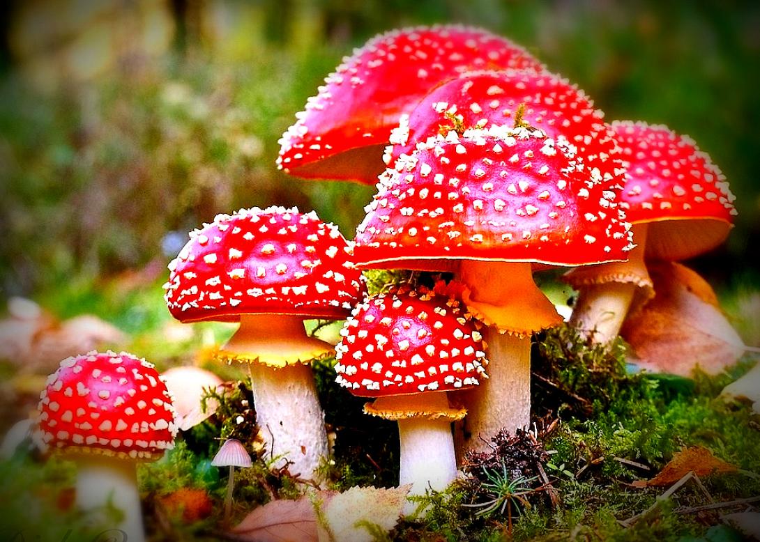 magic-mushroom-