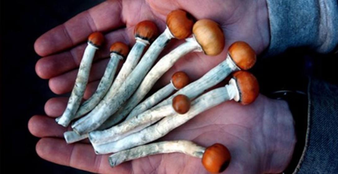 μαγικά μανιτάρια