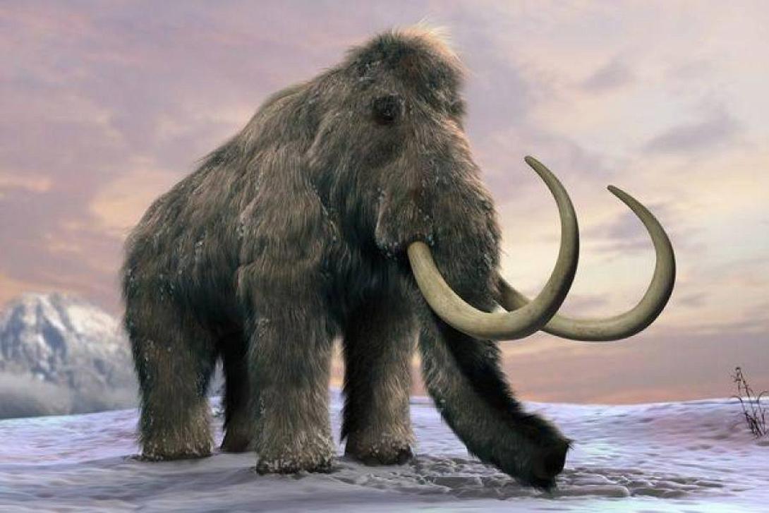 mamouth.jpg