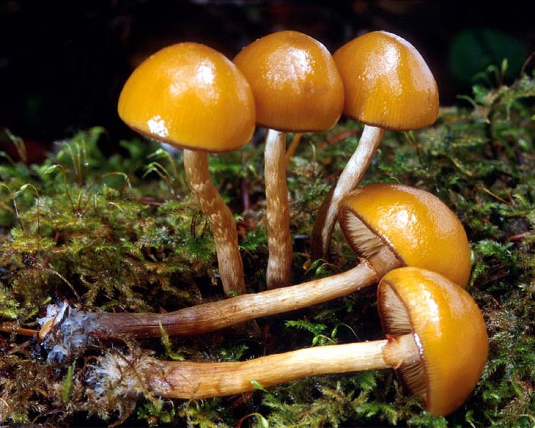 manitaria-1.jpg