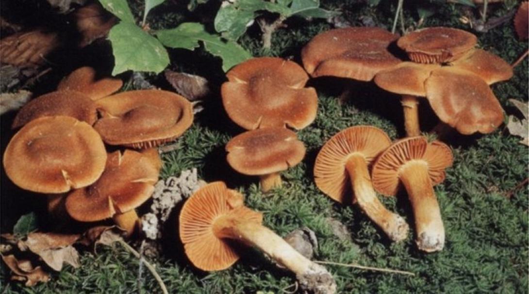 Πέθανε ο μοναχός που κατανάλωσε δηλητηριώδη μανιτάρια - Οδηγίες από τη γ.γ Δημόσιας Υγείας