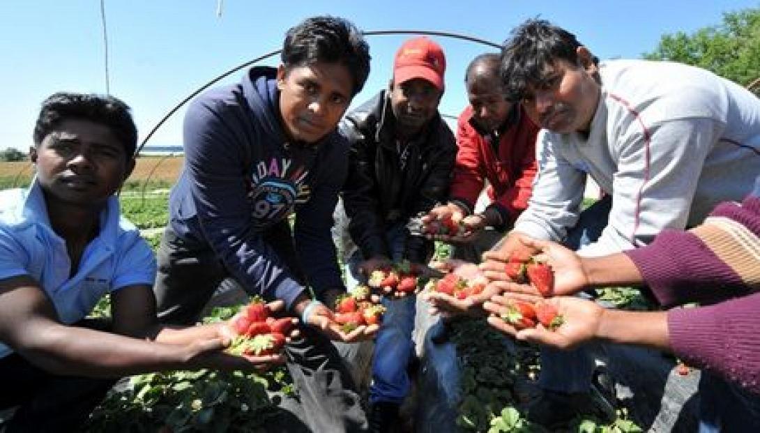 Η εποχή της φράουλας ξεκίνησε - Διαμαρτυρία μεταναστών στη Μανωλάδα