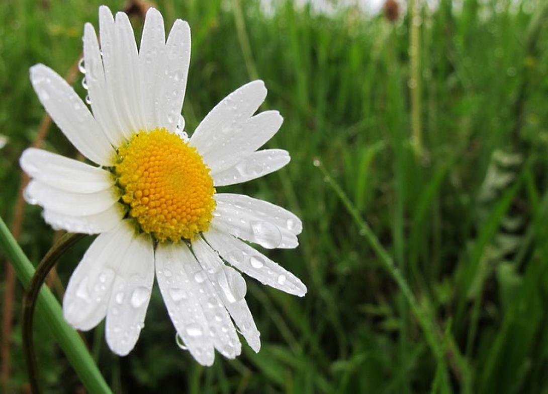 marguerite-342614_640.jpg